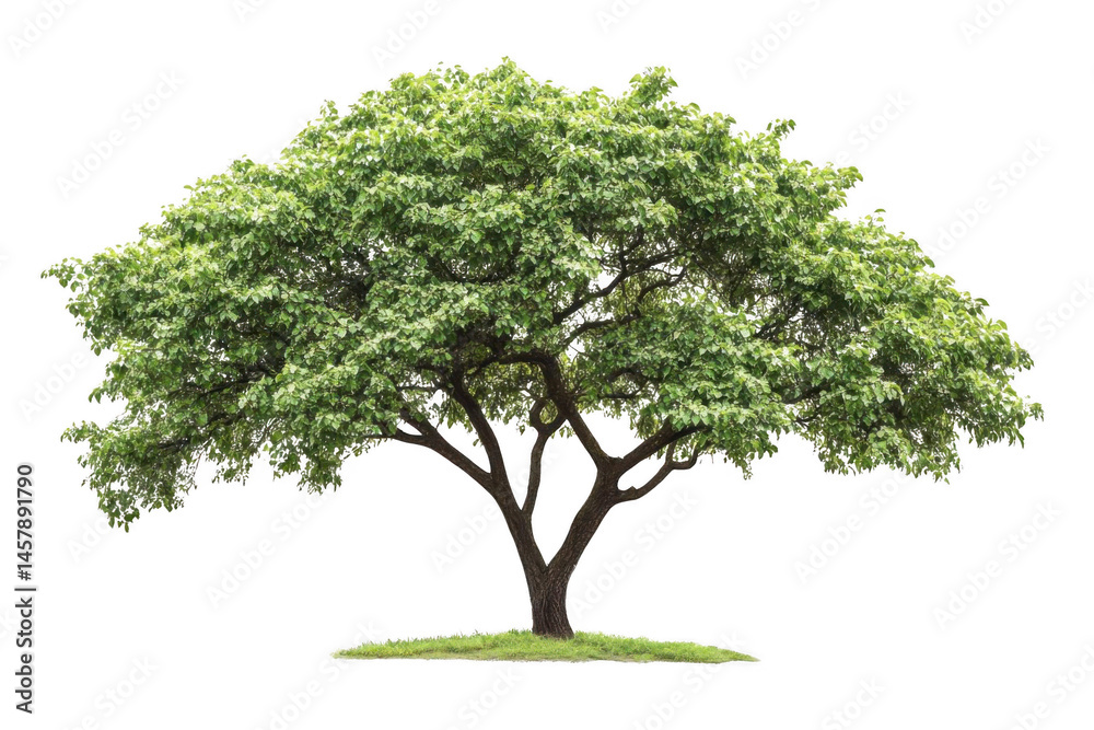 Tree With Lush Foliage Brings a Natural Theme and Earth Tone Color Concept Tree With Lush Foliage Brings a Natural Theme and Earth Tone Color Concept