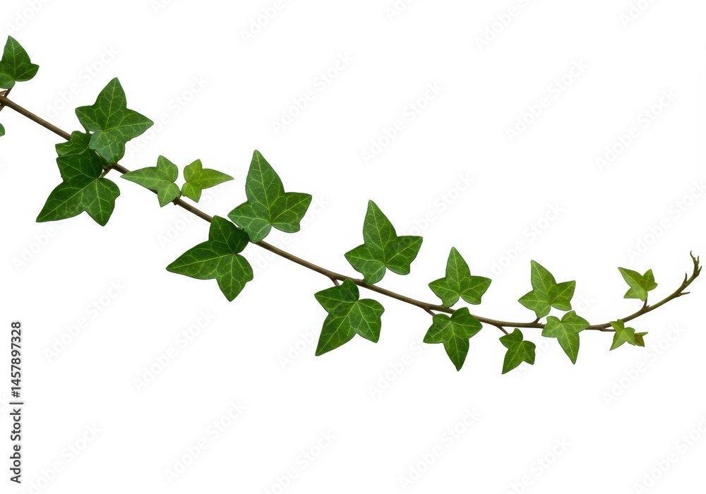 Fototapeta premium Ivy vine with green leaves isolated on white background, nature concept