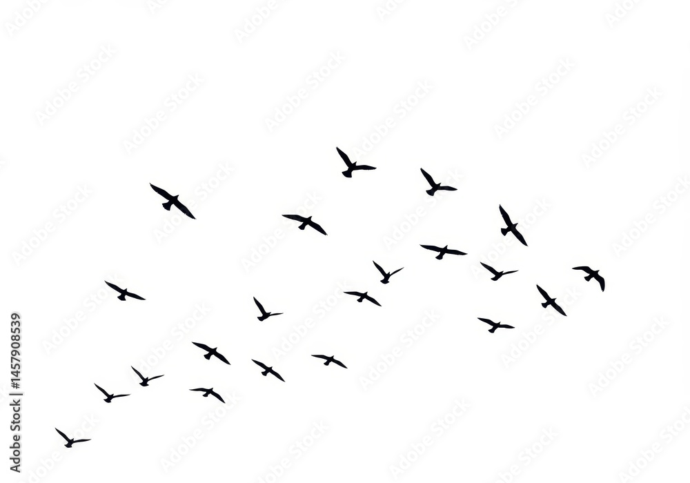 Fototapeta Silhouette Flock Birds Flying White Sky Nature Flight Wings Avian Black Image Animal Vector Design