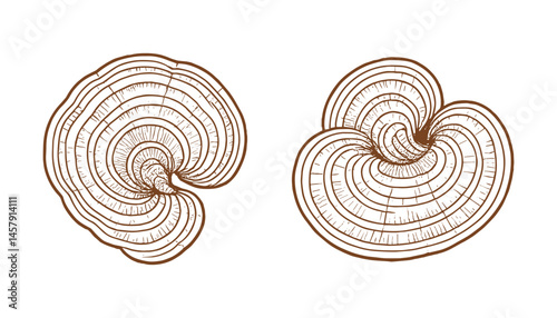 Detailed woodcut style drawing of bracket fungus