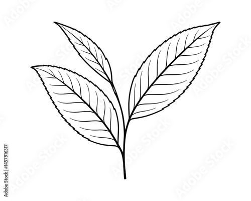 Fresh green tea leaves icon for herbal infusions and beverages