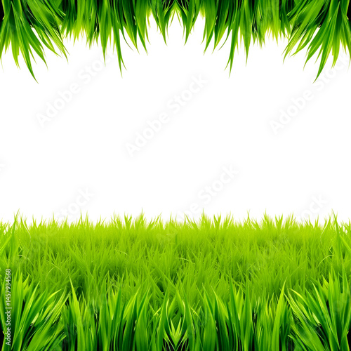 Green grass border, on a transparent background. The horizon of the green lawn. Green field frame, background