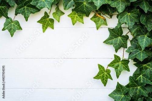 Green ivy leaves hanging on a clean white wall, minimalist botanical scene with natural sunlight and serene contrast photo