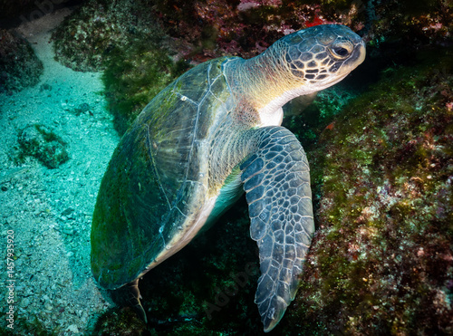 Εκτύπωση καμβά Green Turtle resting at Laje de Santos, Brazil