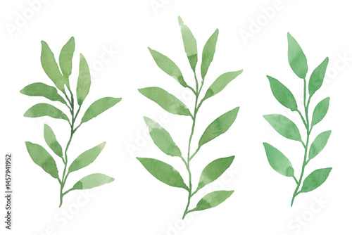Assortment of watercolor leaves illustration set - green leaf branches collection for wedding, greetings, stationary, wallpapers, fashion, background. olive, green leaves, Eucalyptus etc
