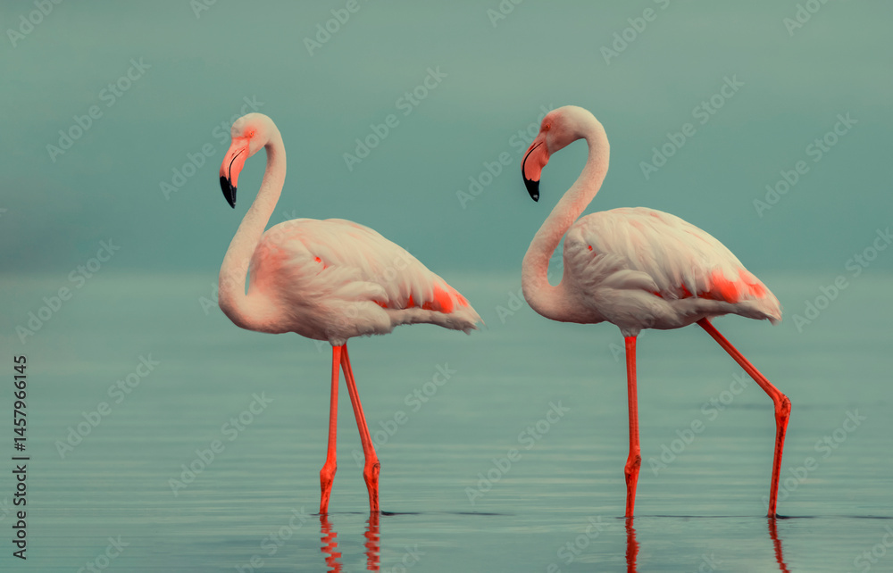 Obraz premium Wild african birds. Two Great african flamingos walking around the blue lagoon against bright sky