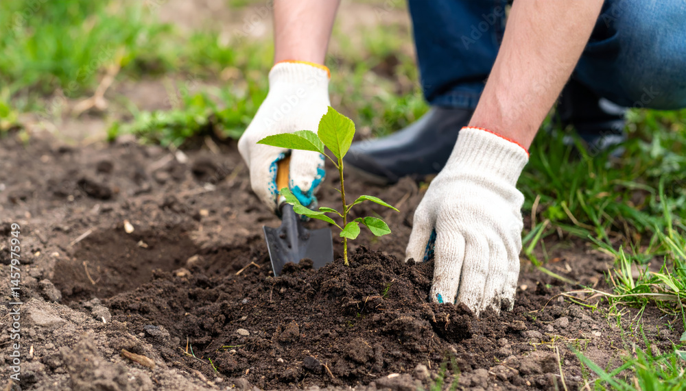 Fototapeta premium person wearing gloves plants young tree seedling in soil, demonstrating care for environment and gardening. scene captures essence of nurturing nature