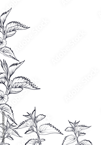 Botanical nettle leaf frame hand drawn vector