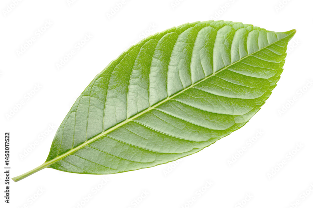 Obraz premium Single Green Leaf Isolated on White Background
