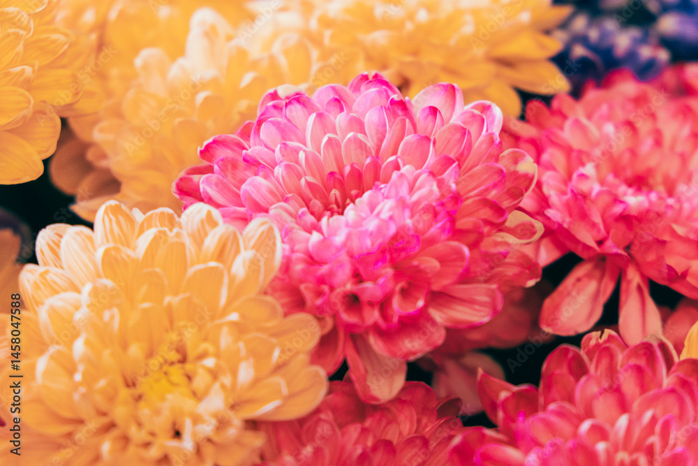 Fototapeta premium Vibrant assortment of chrysanthemums in shades of pink and yellow creates a stunning floral design perfect for a botanical postcard, poster, or decorative background