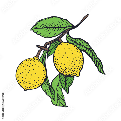 Lemons branch in graphic style. Fruits and leaves. Sketch in black ink with color painting. Hand drawn vector illustration. For greeting cards, food and cosmetic labels, banners, posters.