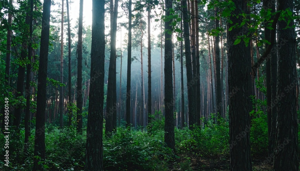 Fototapeta premium Professional photo of dense foggy forest in the morning, tall and lush dark green trees, mysterious and quiet atmosphere, natural soft light.
