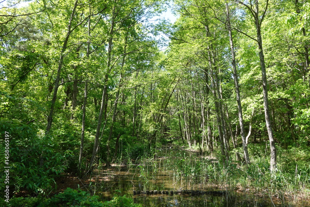 Fototapeta premium ひたちなか自然の森