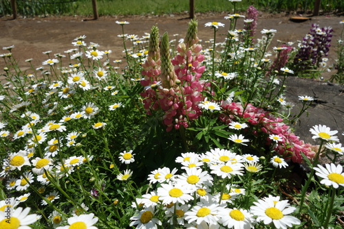 寄せ植え
