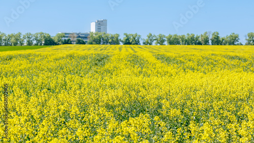 Blooming Rapeseed Field with Distant Cityscape
