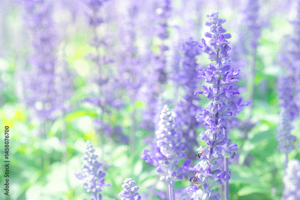 Obraz premium lose-up of vibrant purple lavender flowers blooming in soft sunlight, with bees gently collecting nectar among the tall, green-stemmed blossoms.