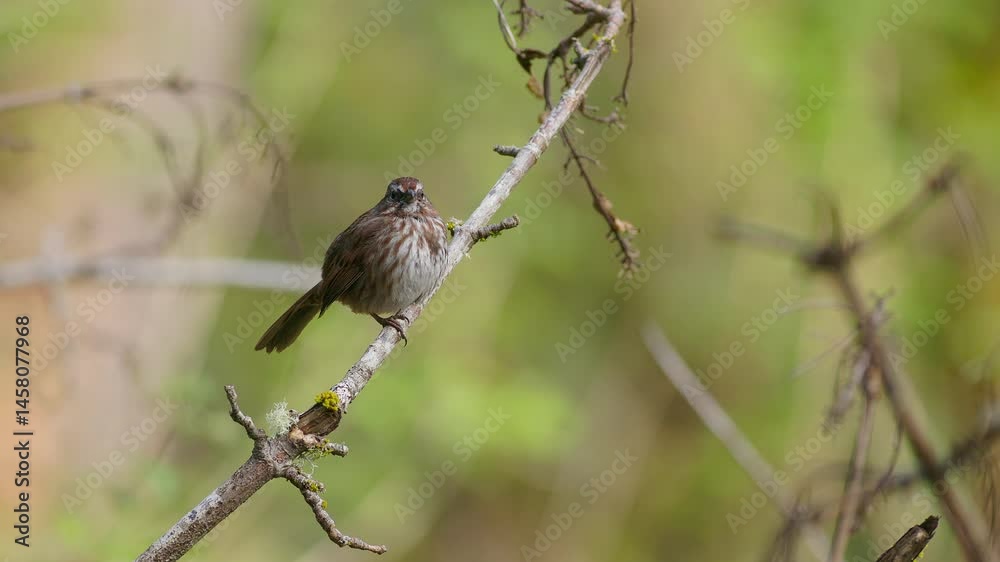 A song sparrow vocalizes atop a bare branch against a forest backdrop, shifting slightly in position while the camera holds steady in a medium close-up composition. A song sparrow vocalizes atop a bare branch against a forest backdrop, shifting slightly in position while the camera holds steady in a medium close-up composition.