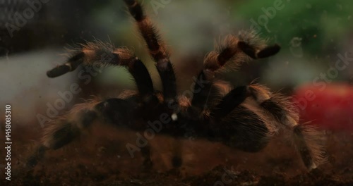 Monstrous tarantula aggressively stalks its prey. Extreme macro close-up captures lethal hunting instincts and venomous fangs in action.