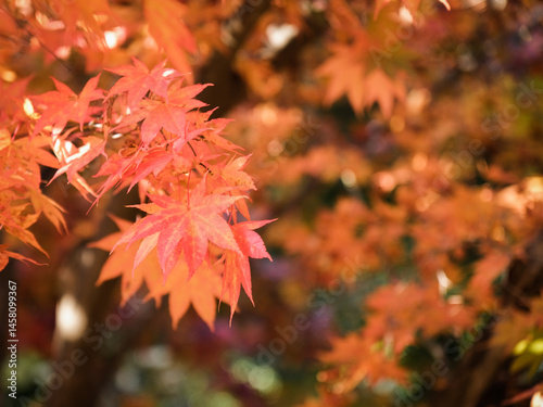Red maple leaves