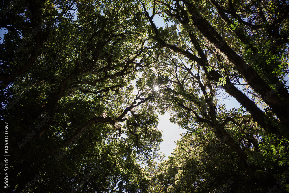 Fototapeta premium Trees in the woods