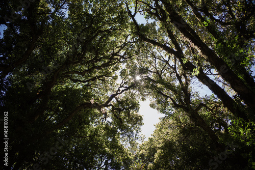 Trees in the woods