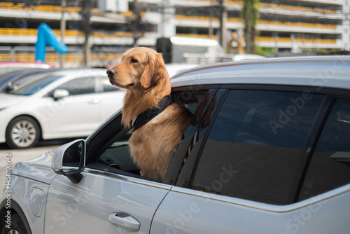 Dog in car window