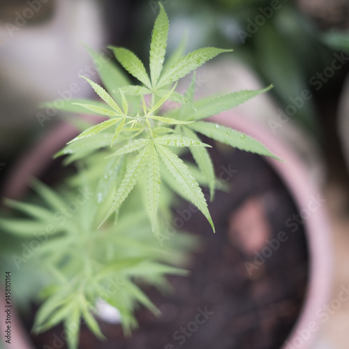 Close up of marijuana