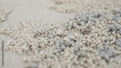Little crab on the beach