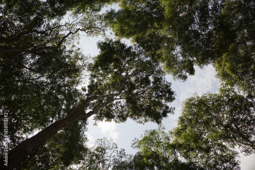 Trees in the forest