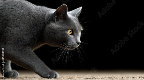 Elegant Grey Cat: A stunnin...