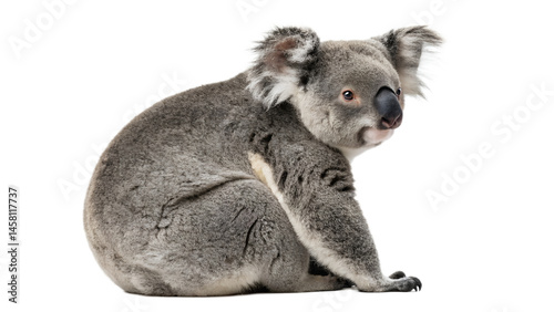 koala isolated on transparent background 