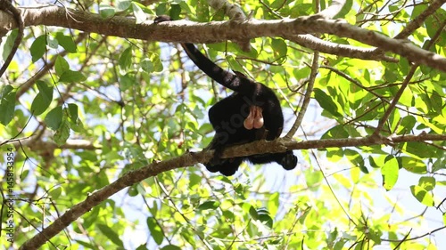 Dark male howler monkey climbs far above in tree branches with testicles hanging conspicuously