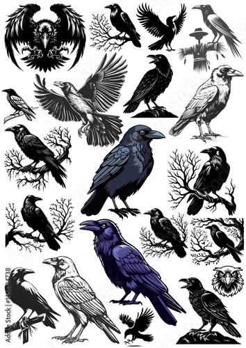 Set of black raven bird in different poses cartoon crow design flat vector animal illustration isolated on white background