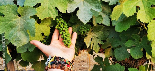 Fotografie A bunch of grapes growing in a man's palm among green leaves