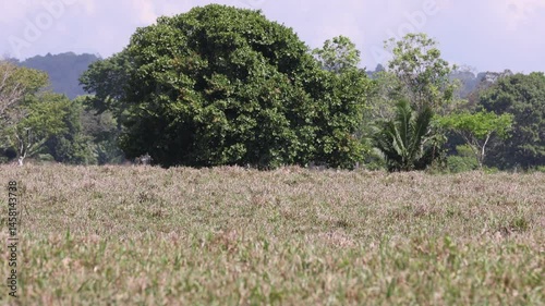 Empty field on a hot day in a tropical area with heat wave distortion and bugs flying.