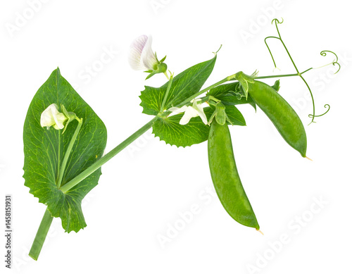 Green Pea Plant with Flowers and Pods on Transparent Background