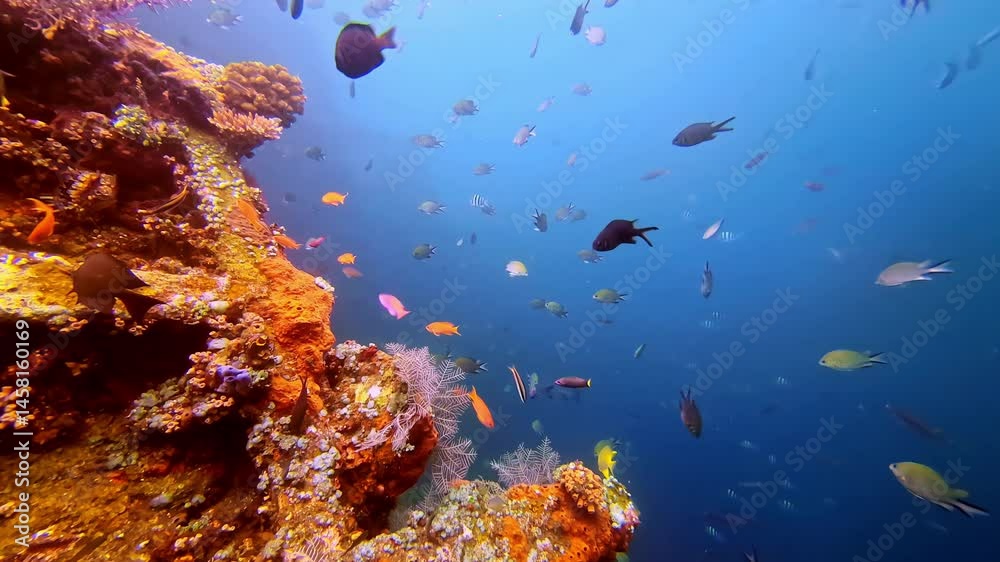 Scuba diving in Bali among a shoal of exotic fish circling around a sunken ship