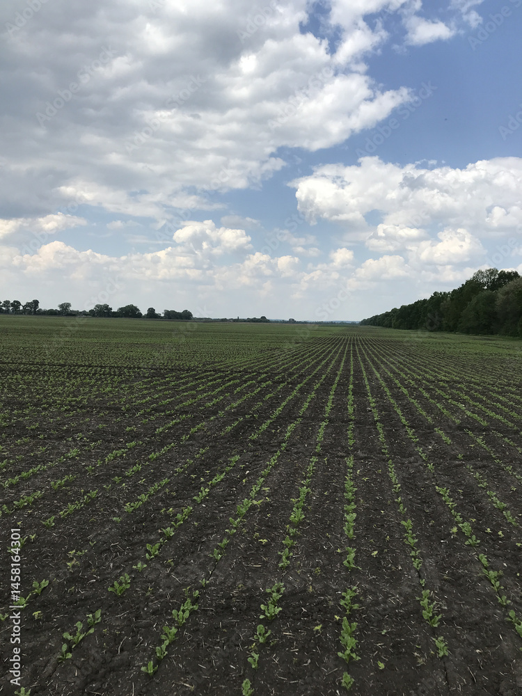 Obraz premium Spring rows of sugar beets. Under a playful sky, the agronomic service takes care of the sugar beet harvest. The vast field, rows of beet plants stretch far to the horizon