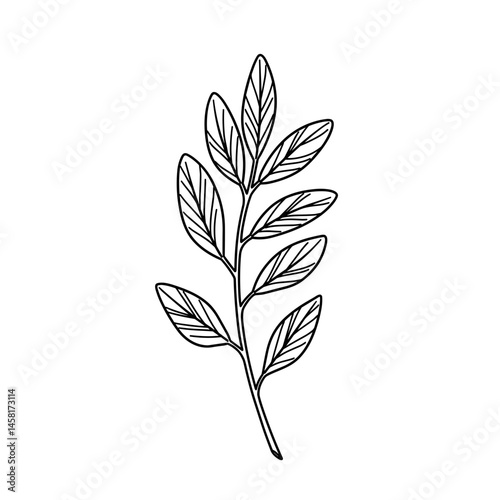 Leafy branch, black line art illustration on transparent background for logo design, packaging, tattoos, and minimalist decor