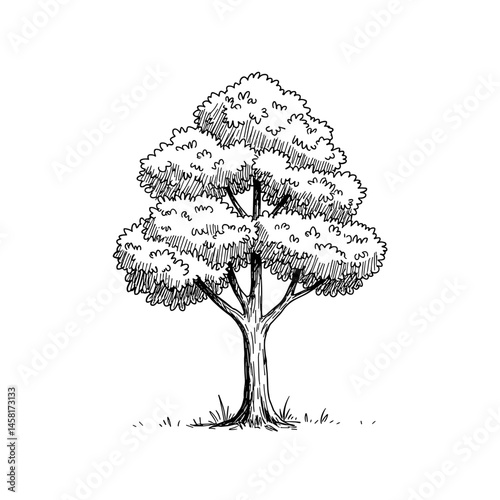 Tree, black line art illustration on transparent background for logo design, packaging, tattoos, and minimalist decor