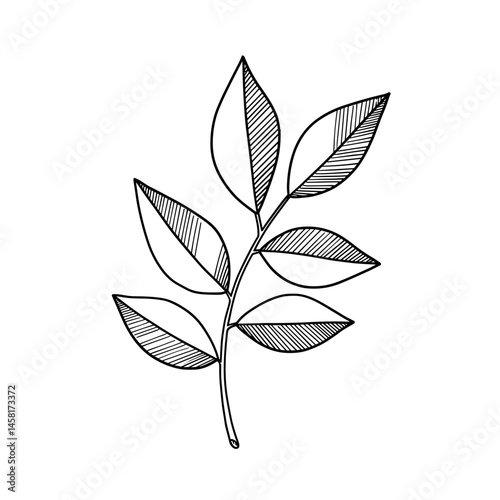 Hand-drawn leaf, black line art illustration on transparent background for logo design, packaging, tattoos, and minimalist decor
