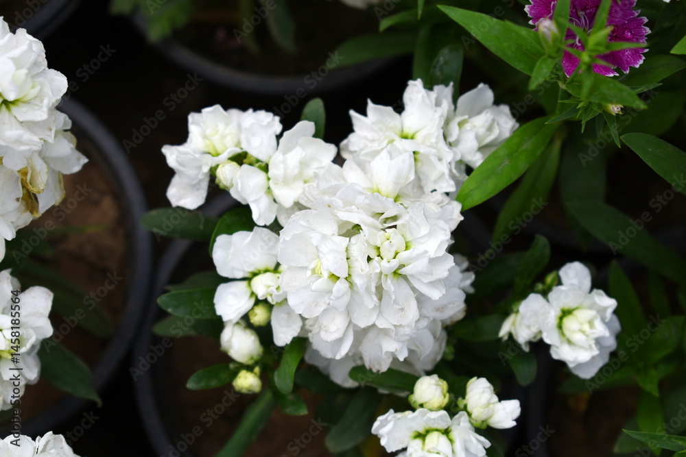 White Hoary Stock, White Hoary Stock or Matthiola Incana is a member of the Brassicaceae family of flowering plants. It's also commonly known as Brompton Stock, Common Stock, White flower in garden