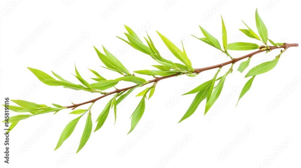 Fototapeta premium Vibrant Spring Branch: A Fresh Green Willow Sprig Isolated on White
