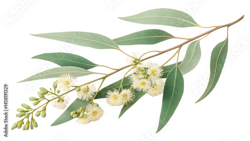 eucalyptus branch with flowers isolated on white transparent background PNG