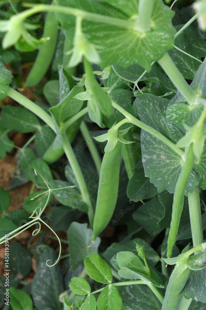 Obraz premium Green peas grow in the garden Beautiful close up of green fresh peas and pea pods. Healthy food, Bush of sweet pea with ripe pods cultivated on vegetable garden, green peas closeup in nature, Pakistan