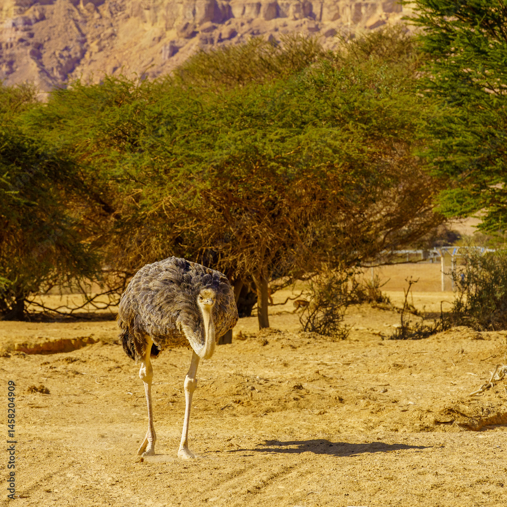 Ostrich, in the Yotvata Hai-Bar Nature Reserve