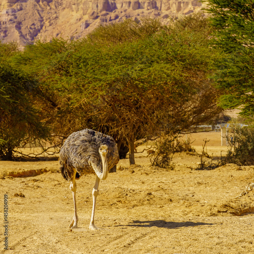 Obraz na płótnie Ostrich, in the Yotvata Hai-Bar Nature Reserve w salonie