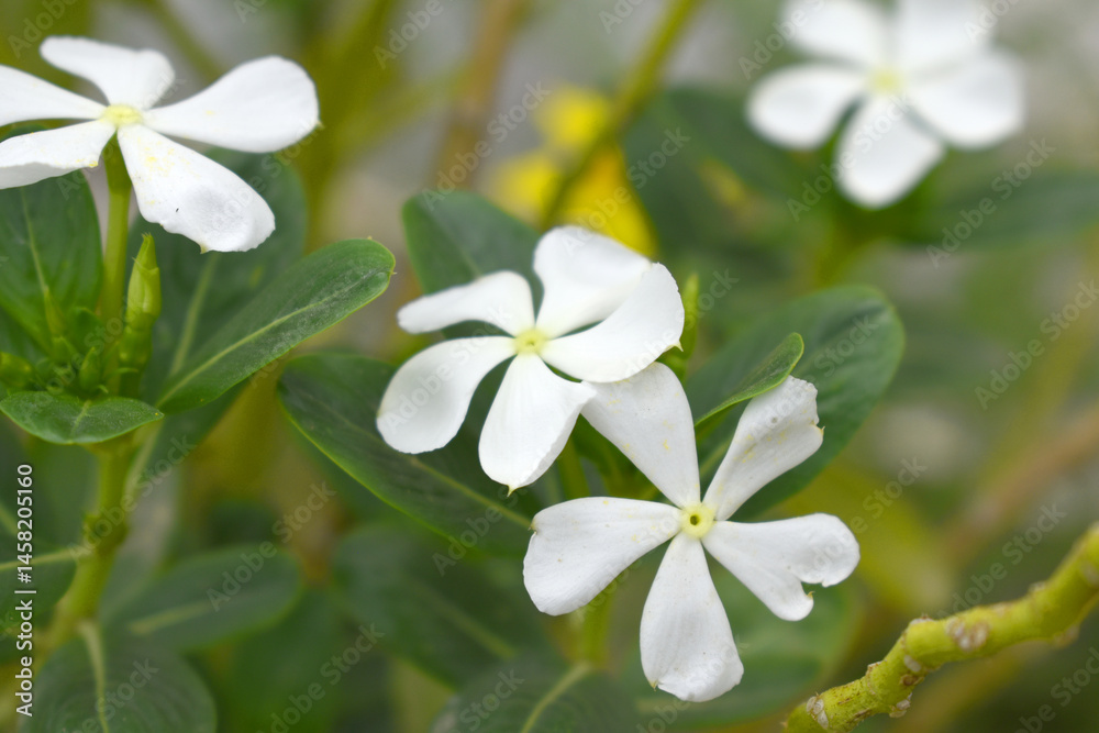 Close-up view of White madagascar periwinkle, The scientific name is Catharanthus roseus, White periwinkle flower closeup, Cape Periwinkle, Graveyard plant, Madagascar Periwinkle, Old Maid, closeup