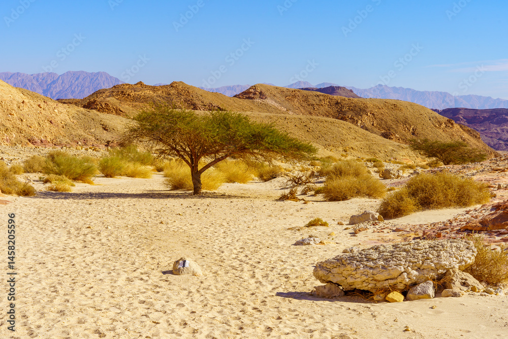 Landscape, with Acacia trees, in Timna desert park