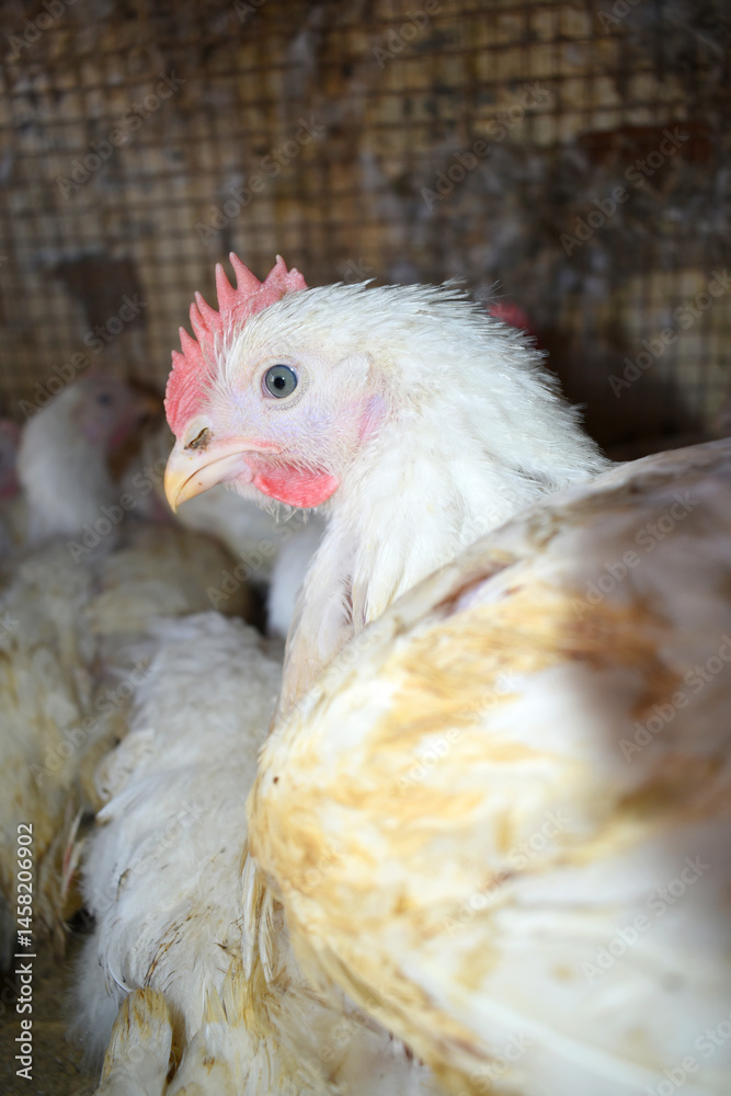 Naklejka premium Layer farm, Group of healthy white chicken in poultry farm closeup, poultry, layer hens for eggs, poultry and livestock Chicken, Poultry farm with chicken, White chicken Farming feed in indoor housing